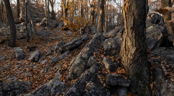 The Story Behind Virginia’s Haunted Forest Will Chill You To The Bone