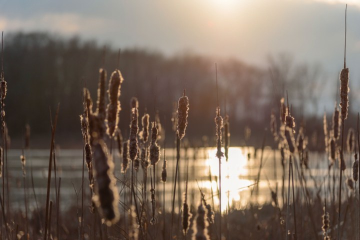 Cattails along a nature preserve lake shoreline are backlit by the sun