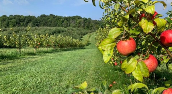 In Northern Ohio, Brant’s Apple Orchard Offers Guests A Sweet Slice Of Fall