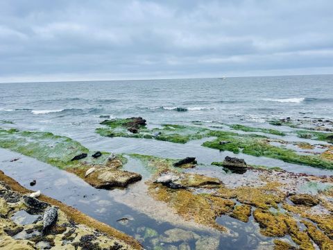 Experience Mossy Tide Pools And See Wildlife Up Close On This Fairy Tale Trail In Southern California