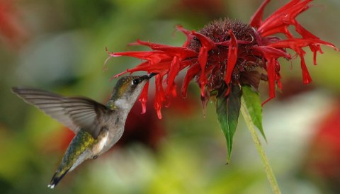 After Exploring The Trails, Feed Hummingbirds At Cathedral State Park In West Virginia