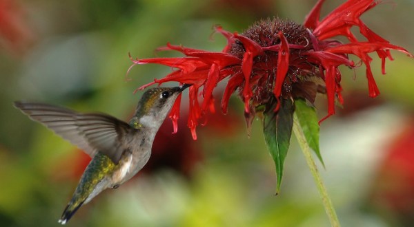 After Exploring The Trails, Feed Hummingbirds At Cathedral State Park In West Virginia