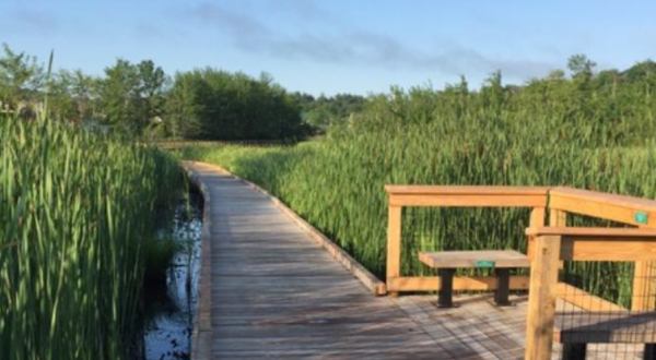 Take A Boardwalk Trail Through The Wetlands Of Laverock Nature Trail In New Hampshire