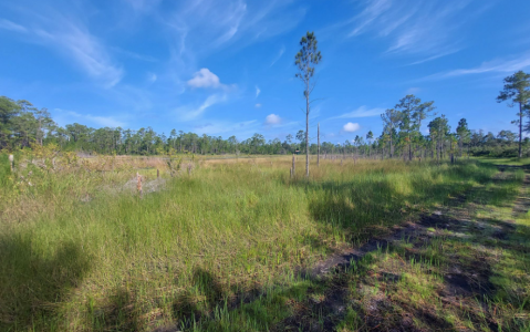 This Easy Lakeside Loop Trail In Florida Offers Scenery & Simplicity