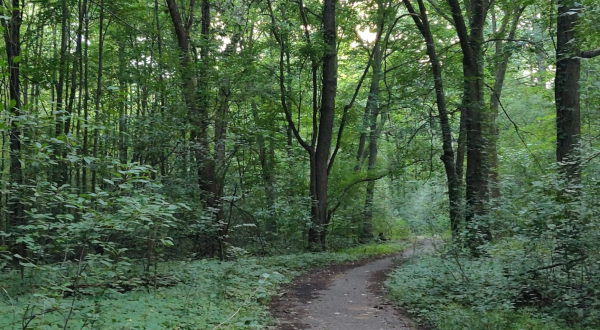 Most People Have No Idea There’s A Fairy Forest Hiding In Detroit And It’s Magical