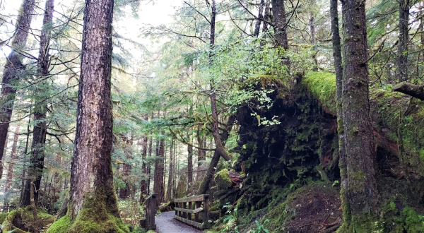 Climb The Flat Stone Stairs And Ogle Magnificent Old-Growth Giants On This Fairy Tale Trail In Alaska