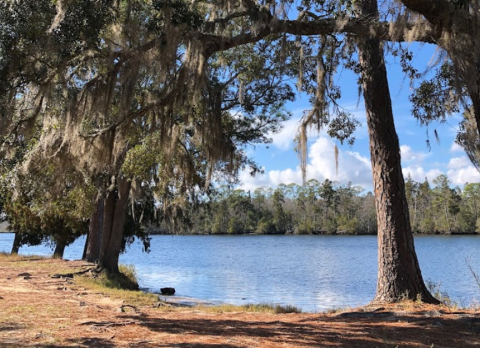 An Easy But Gorgeous Hike, Old River Trail Leads To A Little-Known River In Florida