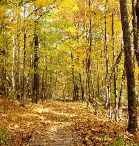Meander Through A Magestic Forest On This Fairy Tale Trail In Vermont