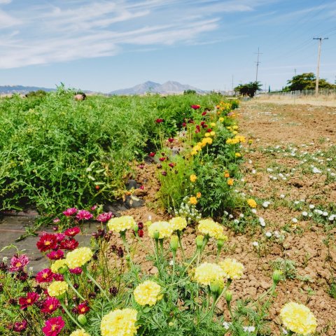 A Colorful U-Pick Flower Farm, The Urban Edge Farm In Northern California Is Like Something From A Dream