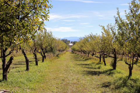 Get Your Apple Cider Fix From This Legendary Colorado Orchard And Farm