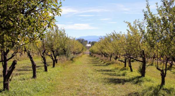 Get Your Apple Cider Fix From This Legendary Colorado Orchard And Farm