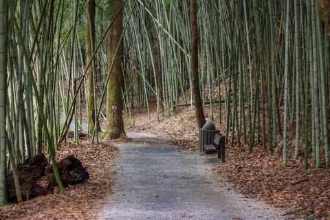 Roam Among Giant Bamboo Stalks On This Fairy Tale Trail In Alabama
