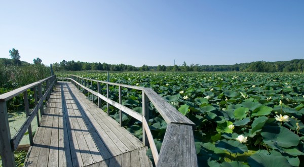 Take A Boardwalk Trail Through The Wetlands Of Heron County Park In Illinois