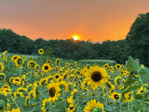 The First Official West Virginia Sunflower Festival Will Have Over 25,000 In Bloom This September