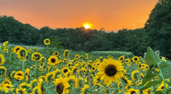 The First Official West Virginia Sunflower Festival Will Have Over 25,000 In Bloom This September