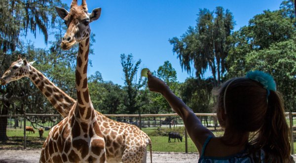 There’s A Campground Right Next To A Giraffe Ranch In Florida, Making For A Fun-Filled Family Outing