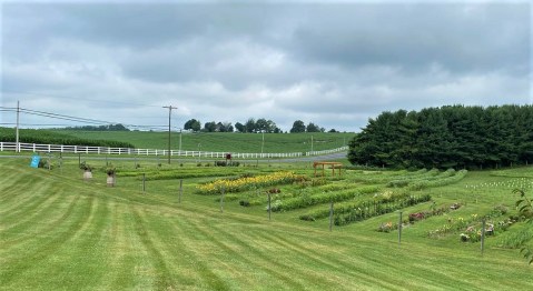 Pick Your Own Bouquet At This Charming Roadside Flower Farm In Maryland