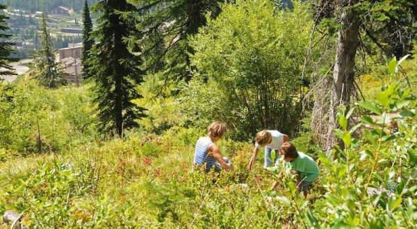 Take The Whole Family On A Day Trip To Pick Huckleberries On This Shuttle Tour In Idaho
