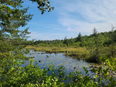 Explore New Jersey's Pine Barrens At This Underrated State Park