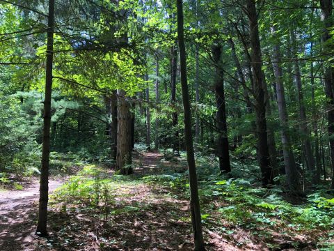 Take A Scenic Hike On This Shaded, Kid-Friendly Trail In Michigan To Stay Cool
