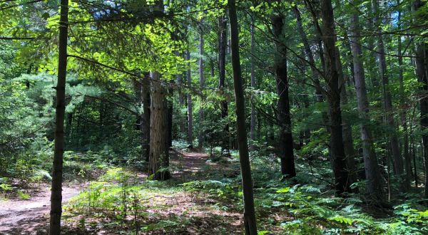 Take A Scenic Hike On This Shaded, Kid-Friendly Trail In Michigan To Stay Cool