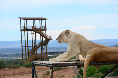 There's A Zipline Right Next To A Safari Park In Arizona, Making For A Fun-Filled Family Outing