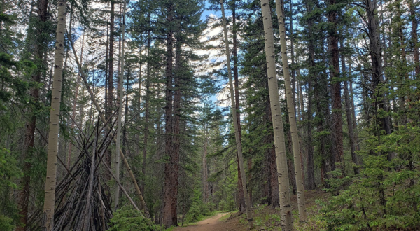 Climb Toppled Trees And Ogle Magnificent Sky High Aspens On This Fairy Tale Trail In Colorado