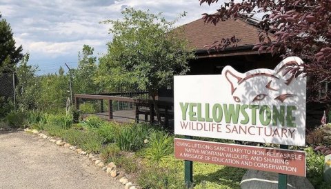 Play With Wildlife At Yellowstone Wildlife Sanctuary, Then Explore The Silver Run Loop Trail In Montana