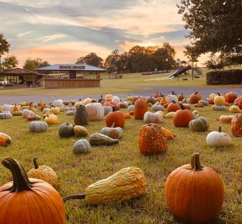 The Mississippi Pumpkin Patch Where You Can Also Take A Hay Ride