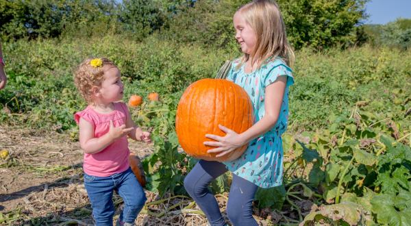 If There’s One Fall Festival You Attend In Ohio, Make It The Young’s Dairy Fall Farm Pumpkin Festival