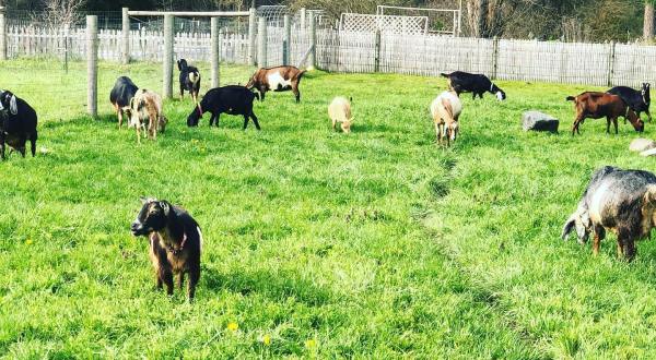 Vacation With Goats At This One-Of-A-Kind Farm Stay In Washington