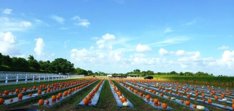 Go Pumpkin Picking, Then Sleep In A Farm House Surrounded By Nature On This Weekend Getaway In Florida
