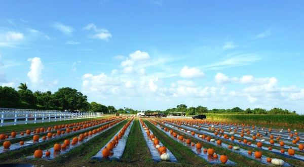 Go Pumpkin Picking, Then Sleep In A Farm House Surrounded By Nature On This Weekend Getaway In Florida