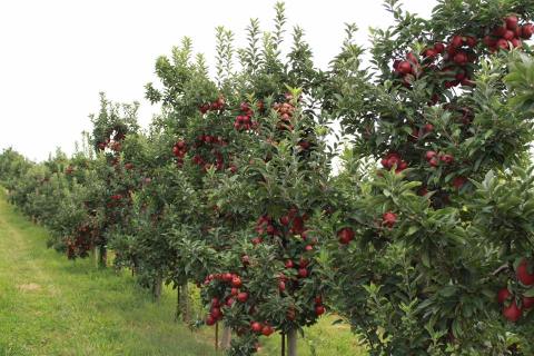 Apple Picking, Apple Cider, And Apple Slushies Await At Baugher's Orchard & Farm In Maryland