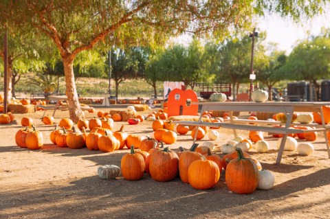 Nothing Says Fall Is Here More Than A Visit To Southern California’s Charming Pumpkin Farm
