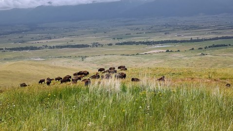 After A Trip To The Ninepipes Museum In Montana, Get Outside And Explore A National Bison Range Trail