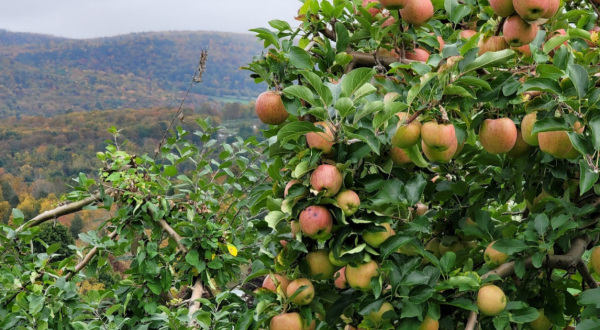 Go Apple Picking, Then Sleep In A Cabin Surrounded By Fall Foliage On This Weekend Getaway In Massachusetts