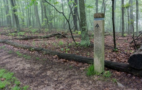 The Appalachian Trail In Virginia Was Named One Of The Scariest Haunted Hikes In The U.S.