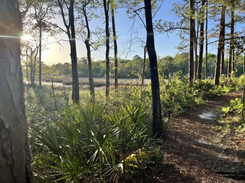 There's A Mississippi Trail That Leads To A Bayou Overlook The Entire Family Will Love
