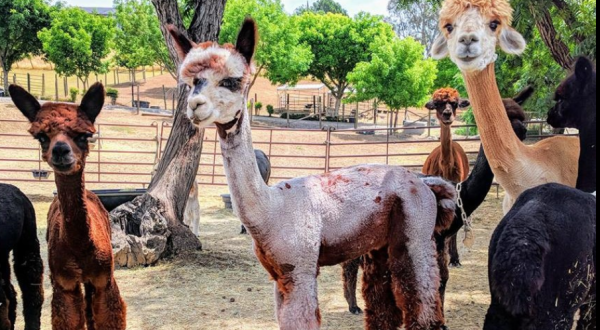 The Menagerie Hill Ranch Alpaca Farm In Northern California Makes For A Fun Family Day Trip