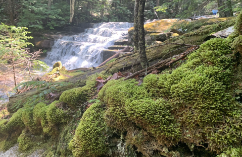 A True Hidden Gem, The Fletcher’s Cascade Trail Is Perfect For New Hampshire Nature Lovers