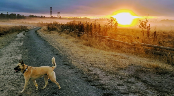 Sandy River Delta Park Is A Unique Dog-Friendly Destination In Oregon Perfect For An Outdoor Adventure
