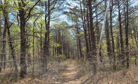 A True Hidden Gem, The 6,000-Acre Rocky Point Pine Barrens State Forest Is Perfect For New York Nature Lovers