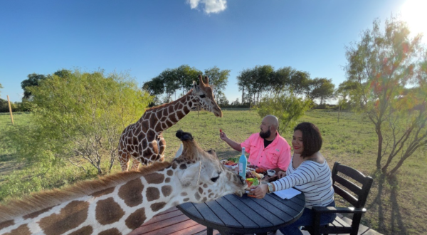Dine With Giraffes And Swim With Otters At This One-Of-A-Kind Texas Safari Ranch Resort