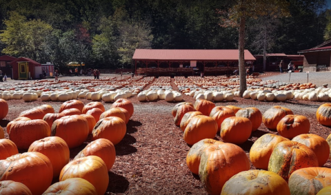 These 7 Charming Pumpkin Patches In Georgia Are Picture Perfect For A Fall Day