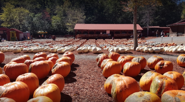 These 7 Charming Pumpkin Patches In Georgia Are Picture Perfect For A Fall Day