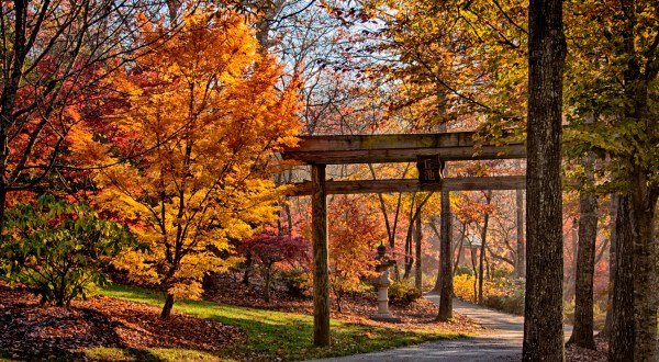 Surround Yourself With 3,000 Brilliant Japanese Maples When You Visit Gibbs Gardens In Georgia This Fall
