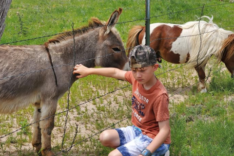 Every Fall, This Horse Rescue In Colorado Holds The Most Adorable Fall Festival In The State