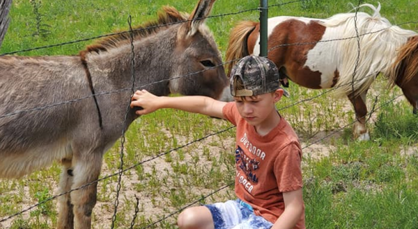 Every Fall, This Horse Rescue In Colorado Holds The Most Adorable Fall Festival In The State