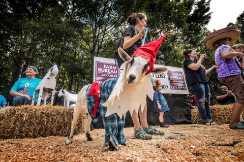 There’s A Quirky Goat Festival Happening In Arkansas And You’ll Absolutely Want To Go